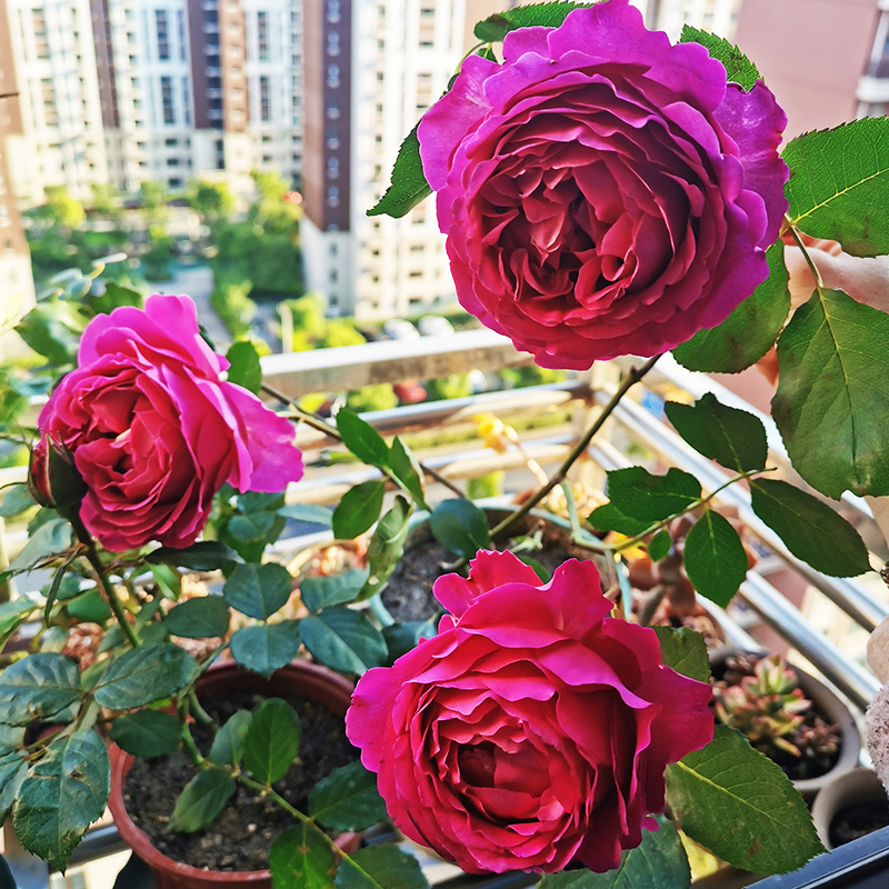 芳香花园月季花四季浓香灌木大花苗阳台盆栽庭院地栽切花玫瑰欧月 鲜花速递/花卉仿真/绿植园艺 月季/蔷薇/玫瑰 原图主图