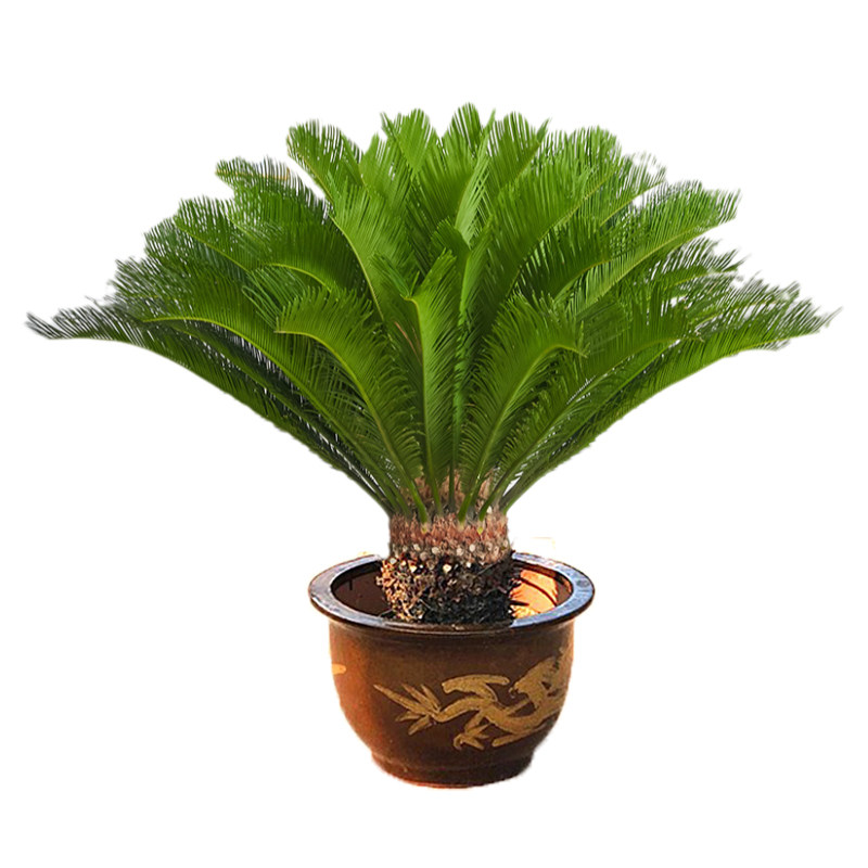 铁树树苗盆栽大型室外庭院多季常青客厅盆栽苏铁耐热耐寒别墅盆景