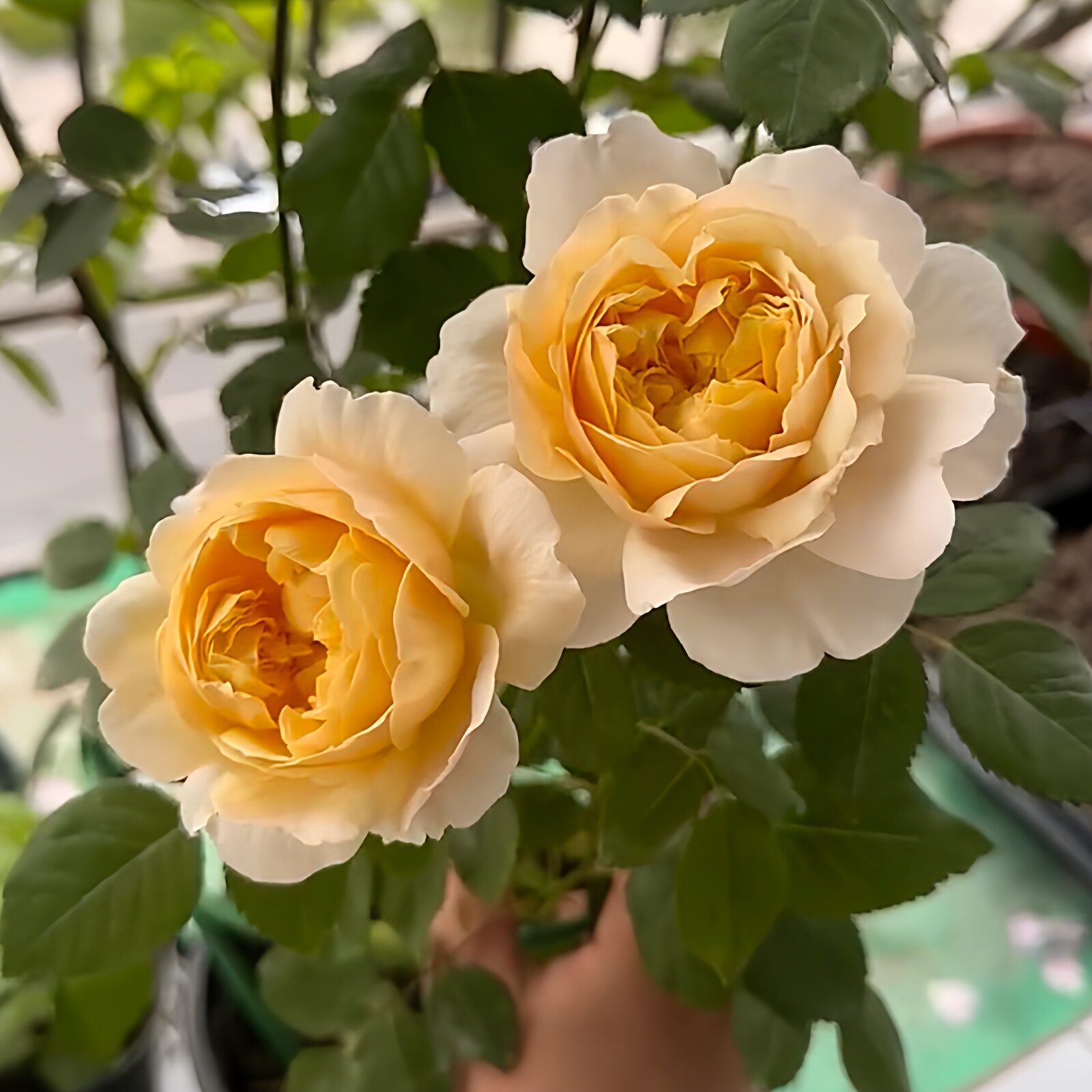 伊芙金伯爵月季花四季浓香灌木大花阳台盆栽庭院地栽切花玫瑰欧月