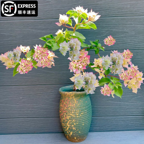 怡景粉三角梅老桩盆栽带花爬藤