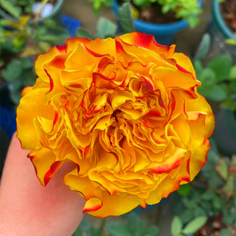 芒果酒吧月季大苗带花多季大花灌木盆栽阳台勤花玫瑰庭院地栽花卉