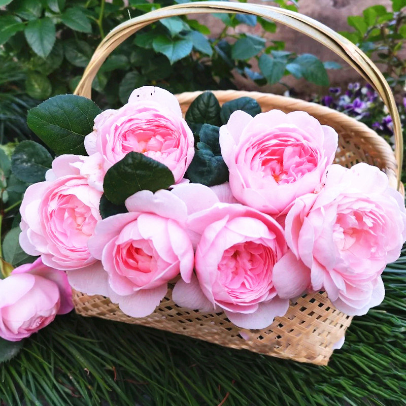 瑞典女王月季大苗盆栽爬藤花苗灌木庭院带花地栽观花多季浓香大花