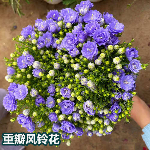 丹麦紫风铃室内盆栽花卉风铃花
