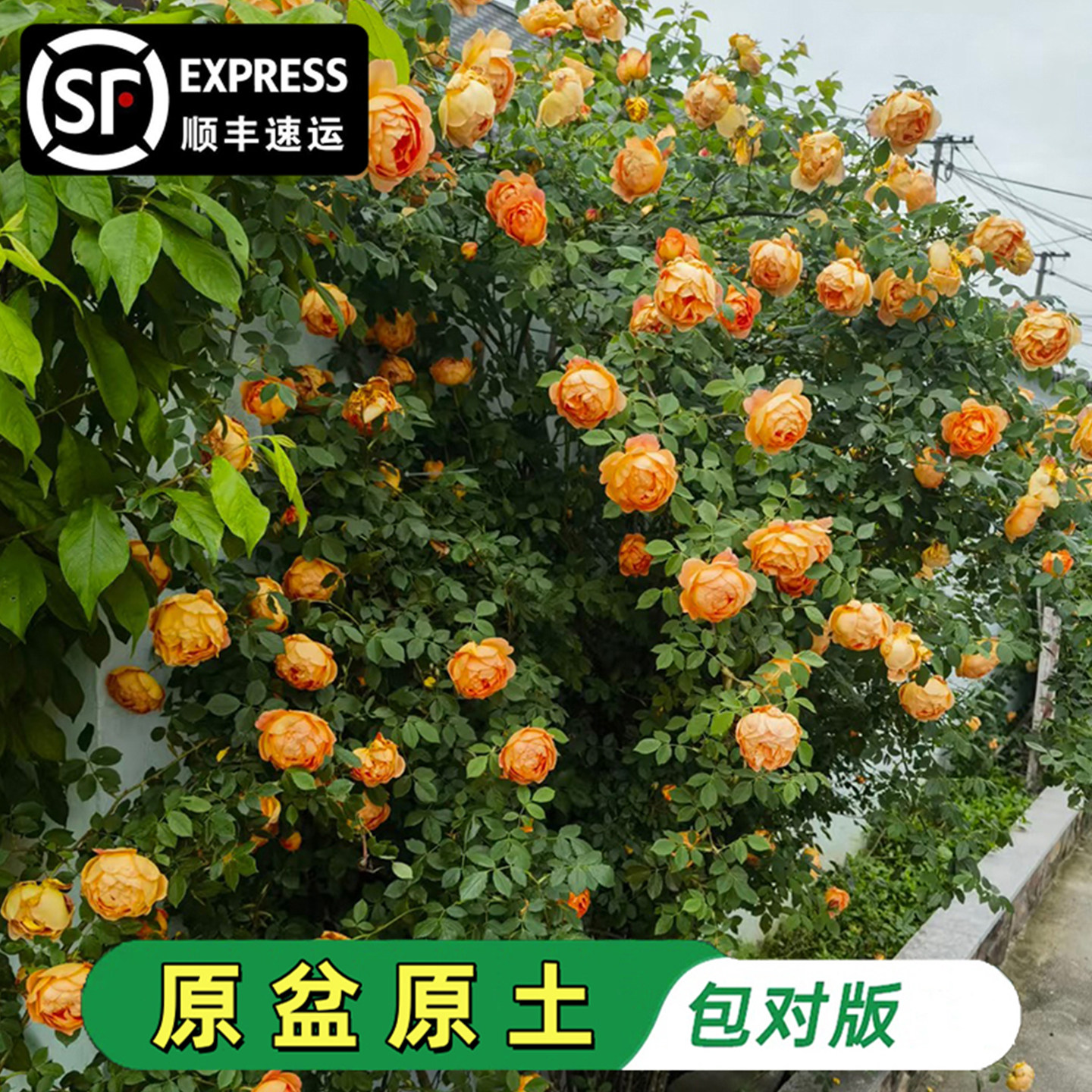 果汁阳台藤本月季花苗黄色大花四季浓香庭院爬藤大苗蔷薇庭院植物,鲜花速递/花卉仿真/绿植园艺,时令草本花卉,淘宝优惠券,粉丝福利购,淘宝优惠卷