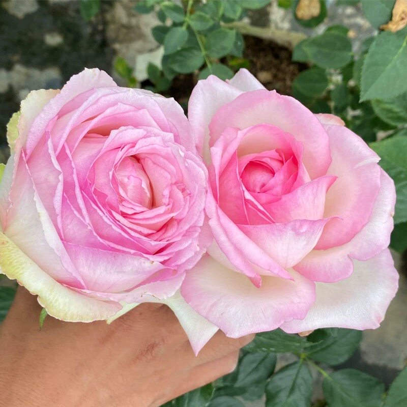 乐天派月季花大苗盆栽四季特大花浅粉色玫瑰抗病强阳台花园绿植物