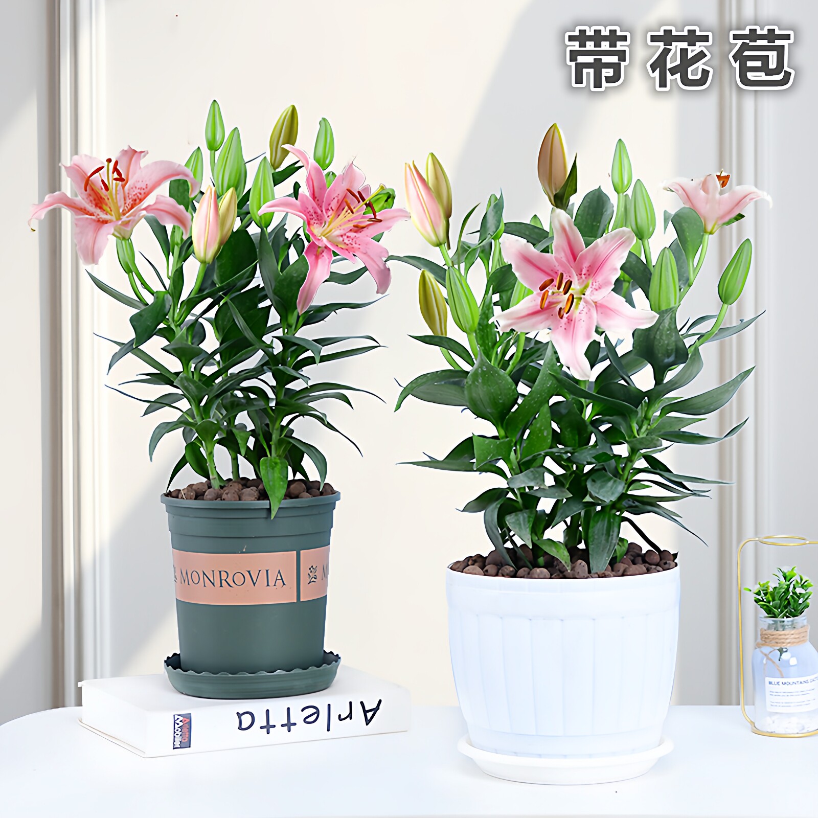 香水百合花盆栽水培花四季带花苞图片