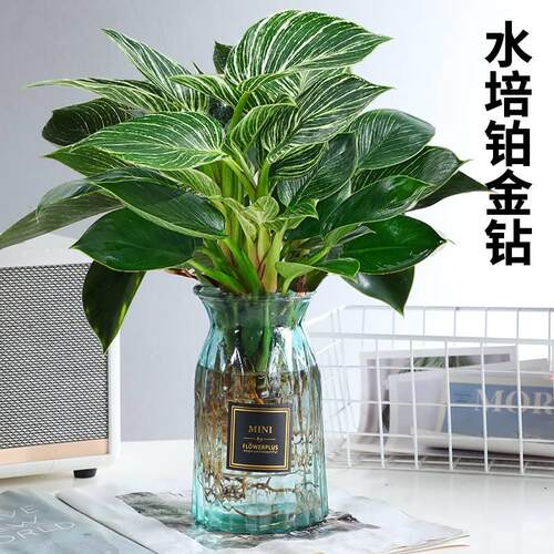 室内植物金钻盆栽吸甲醛新房家用