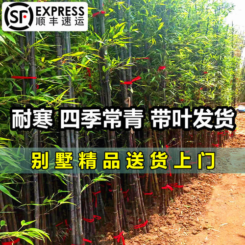 紫竹罗汉竹青竹四季常青耐寒树苗