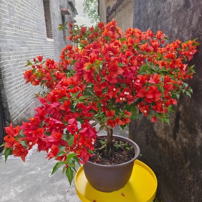 热火桑巴三角梅老桩盆栽带花爬藤