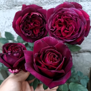 暗香月季花苗四季浓香灌木大花阳台盆栽庭院地栽切花黑红玫瑰欧月