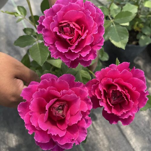 草药月季花苗四季浓香切花玫瑰