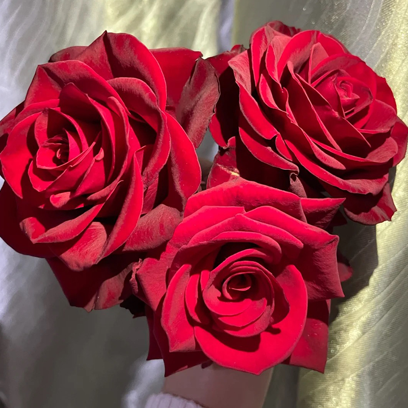 高原红月季花四季浓香切花玫瑰