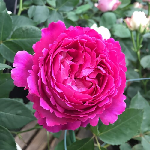 伊芙芳香花园月季花苗四季浓香
