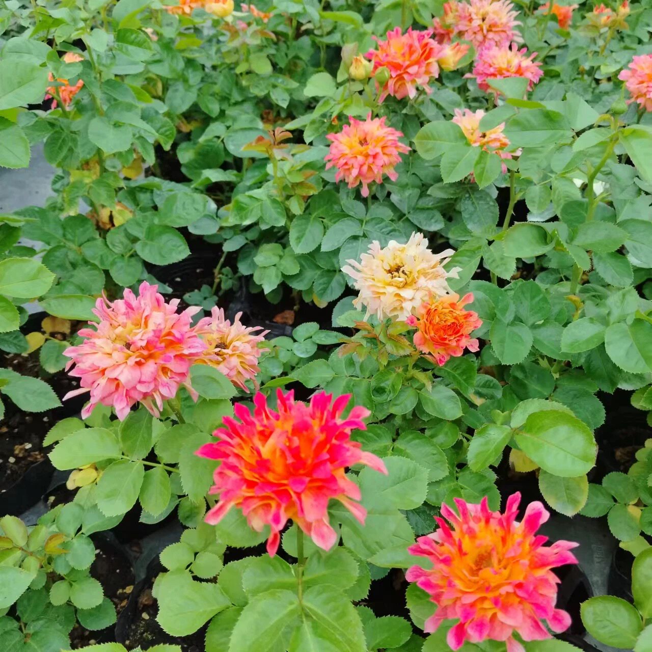 火焰海葵月季花苗四季浓香灌木大花阳台盆栽庭院地栽切花玫瑰欧月