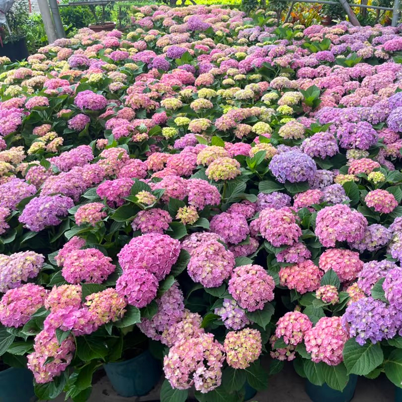 太阳神殿绣球花无尽夏盆栽大苗多年生花卉盆栽庭院阳台红花好养活