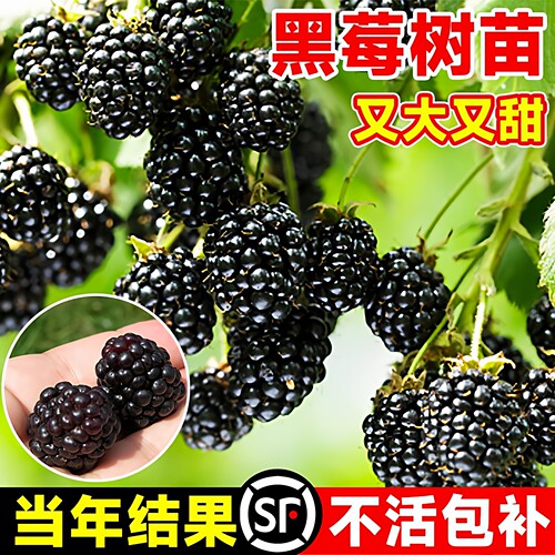 树莓嫁接树苗当年结果果树苗地栽