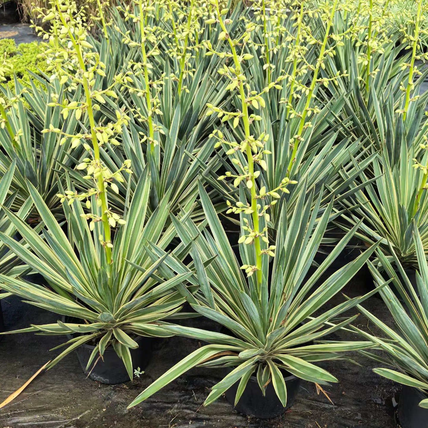 金边凤尾兰绿植耐寒阳台庭院植物