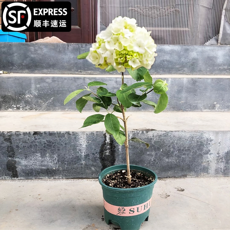 中华木绣球树斗球大花白球盆栽苗别墅庭院地栽丛生棒棒糖耐寒耐热