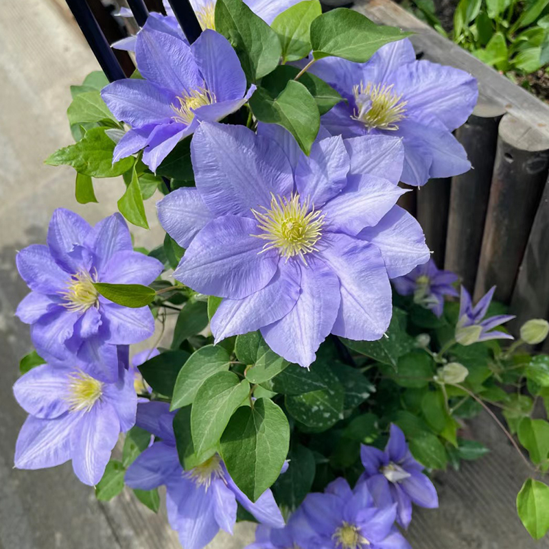 塞尚铁线莲盆栽紫色蓝色耐热爬藤植物小中大苗耐热藤本大花花卉