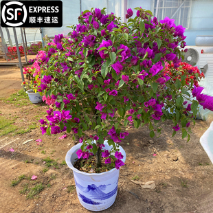 云南紫三角梅原生盆栽老桩爬藤植物阳台盆栽耐热好养活庭院地栽