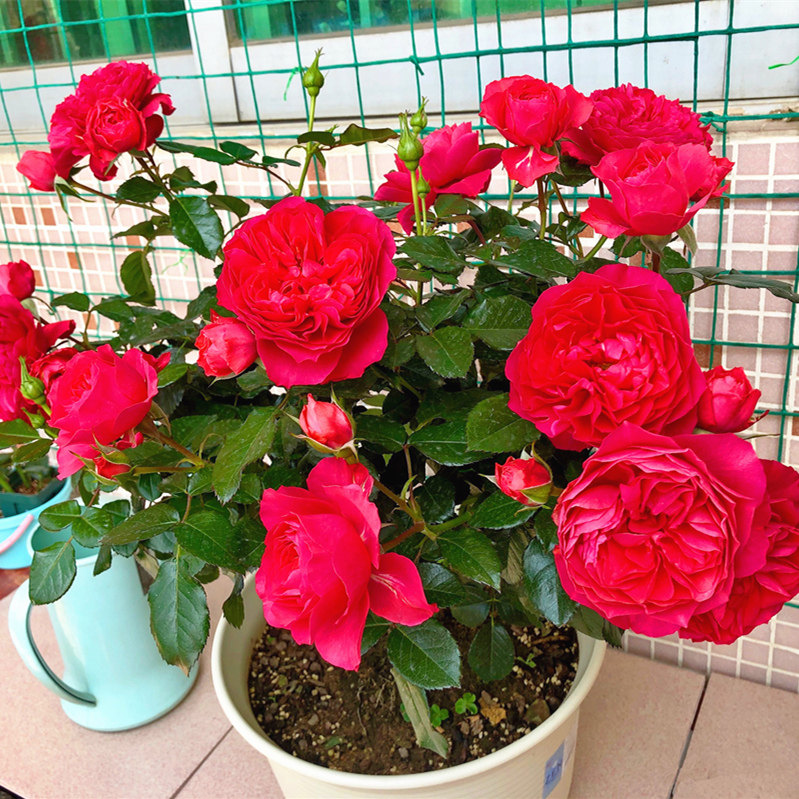 红果汁阳台月季大苗多季盆栽浓香带花卉玫瑰大花庭院勤花蔷薇花苗