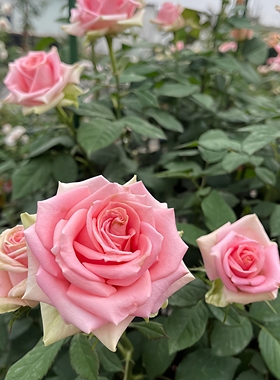 新星月季玫瑰花苗四季勤花阳台盆栽丰花多分枝微月粉绿色庭院切花