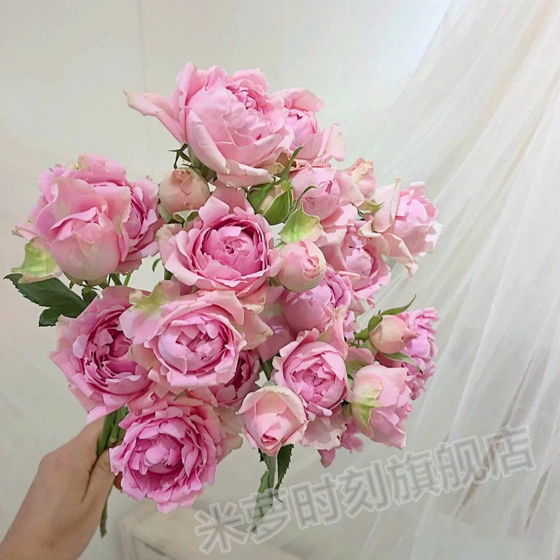 棉花糖泡泡月季花苗大花波浪边多季多头盆栽阳台玫瑰花庭院勤花