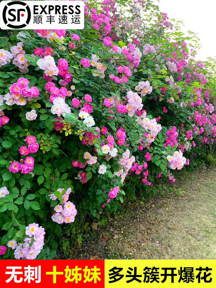 无刺蔷薇花苗十姐妹爬藤月季七姐妹花庭院深粉多花浓香型多季开花