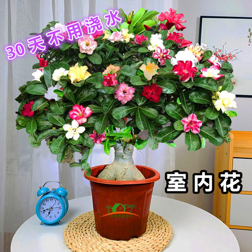 沙漠玫瑰重瓣带花盆栽室内花四季