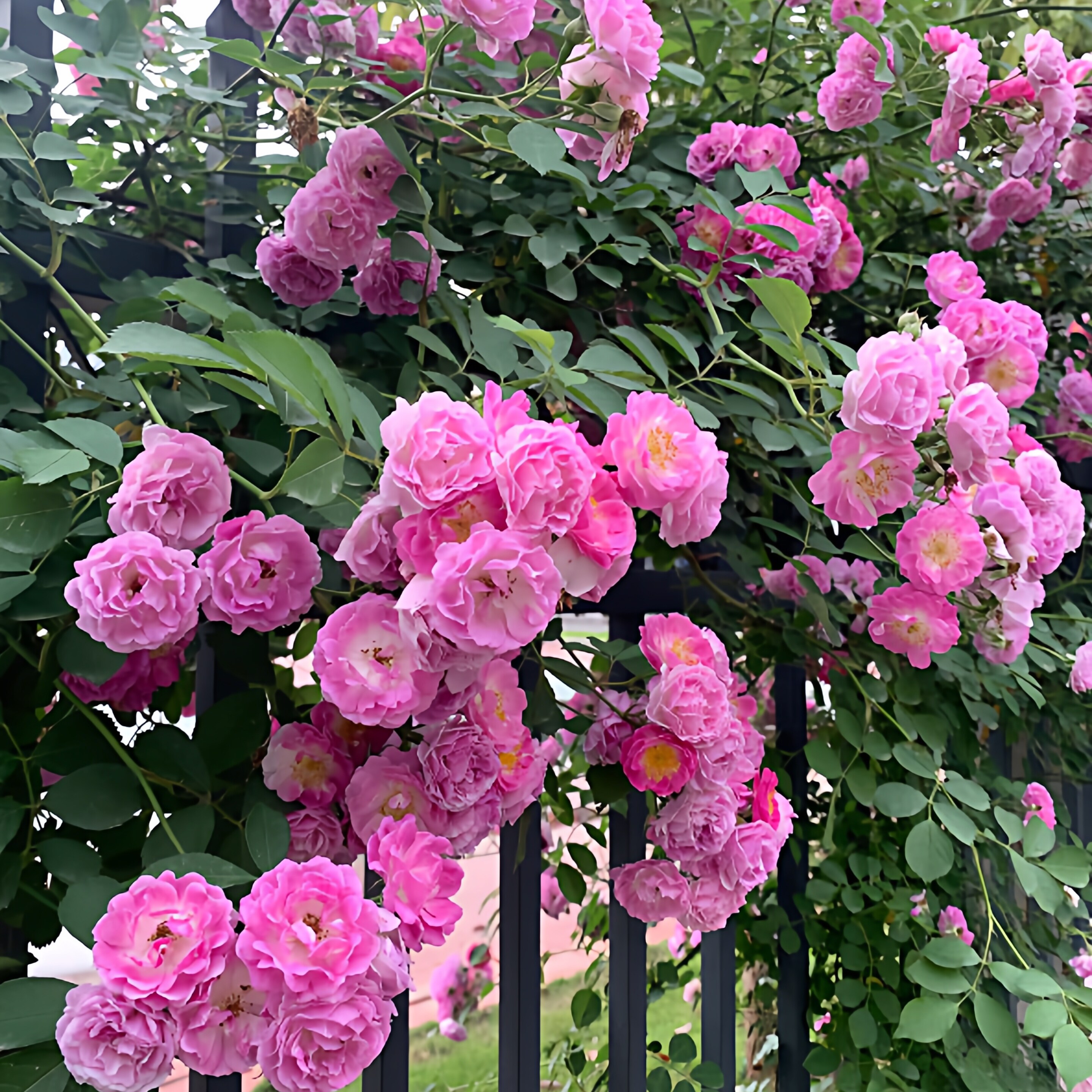 十姐妹蔷薇花藤本月季爬藤大苗七姐妹多头玫瑰花庭院盆栽爬墙植物