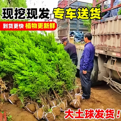 柏树树苗坟地耐寒四季青塔柏大树