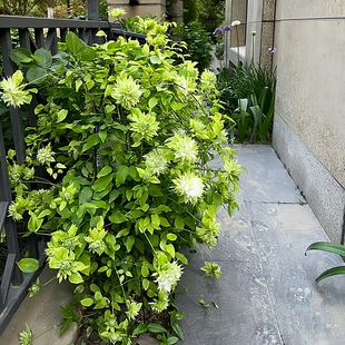 风之森林铁线莲花苗盆栽重瓣爬藤绿植物阳台庭院无刺攀援花卉素雅