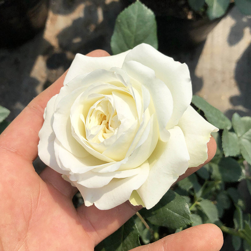 梦之蕾月季大苗多季盆栽浓香白色带花卉玫瑰大花庭院勤花蔷薇花苗