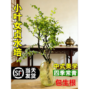 小叶女贞水培花卉室内花年宵老桩造型树千年绿室内绿植物四季常青