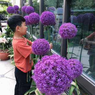 大花葱种球耐寒花卉盆栽植物庭院地栽大葱花球根四季 易活当年开花