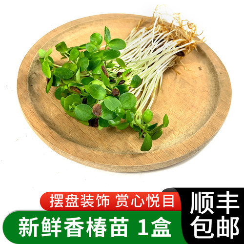 新鲜香椿苗绿食者摆盘装饰