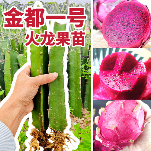 带根系红心火龙果苗枝条自花授粉