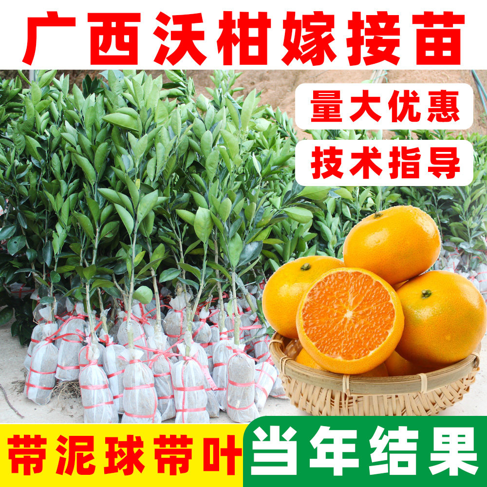 沃柑树苗嫁接果苗091柑橘大苗