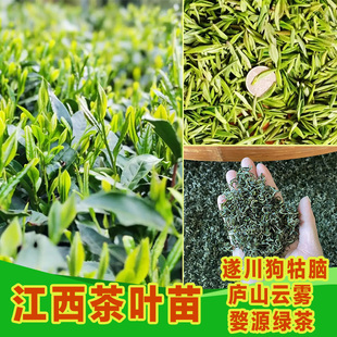 茶苗批发茶叶苗绿茶茶苗树庐山云雾狗牯脑婺源绿茶早春茶明前茶