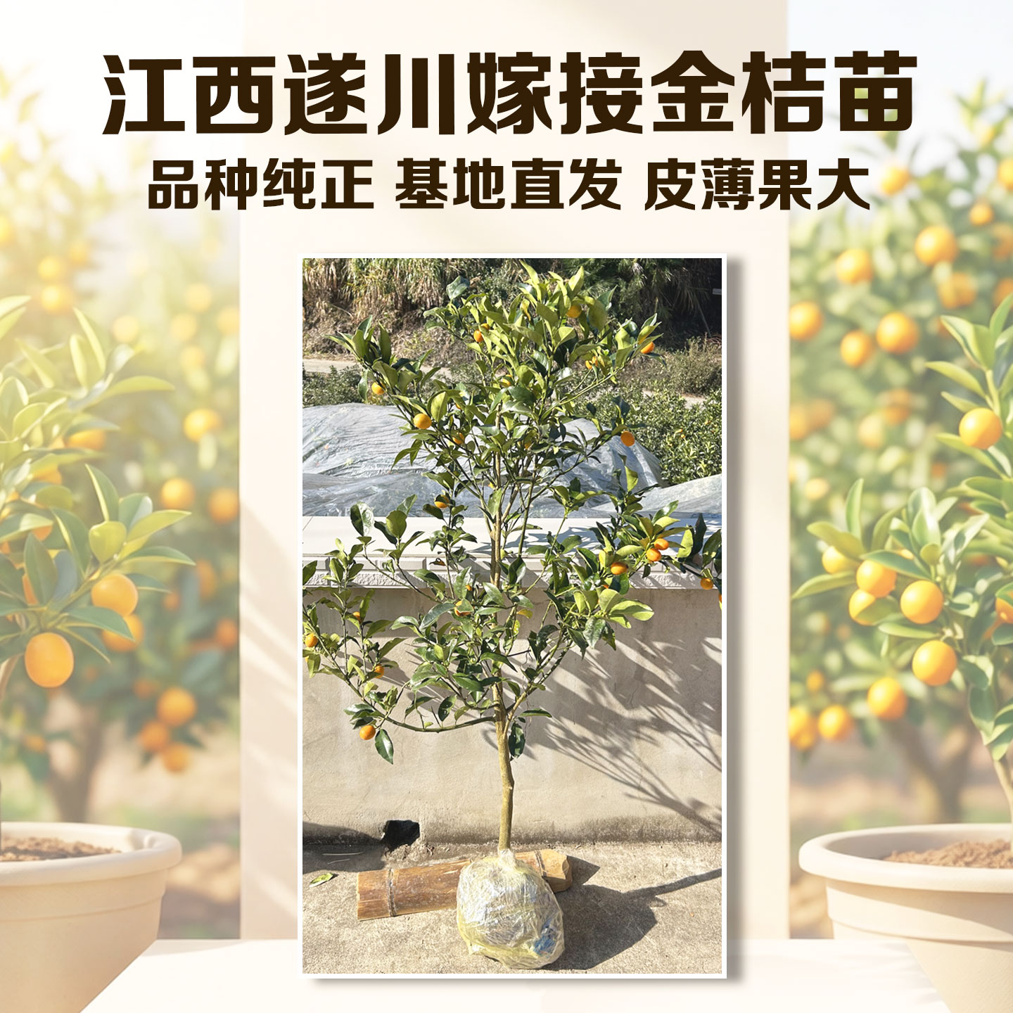 脆皮金桔树苗江西遂川金柑子树