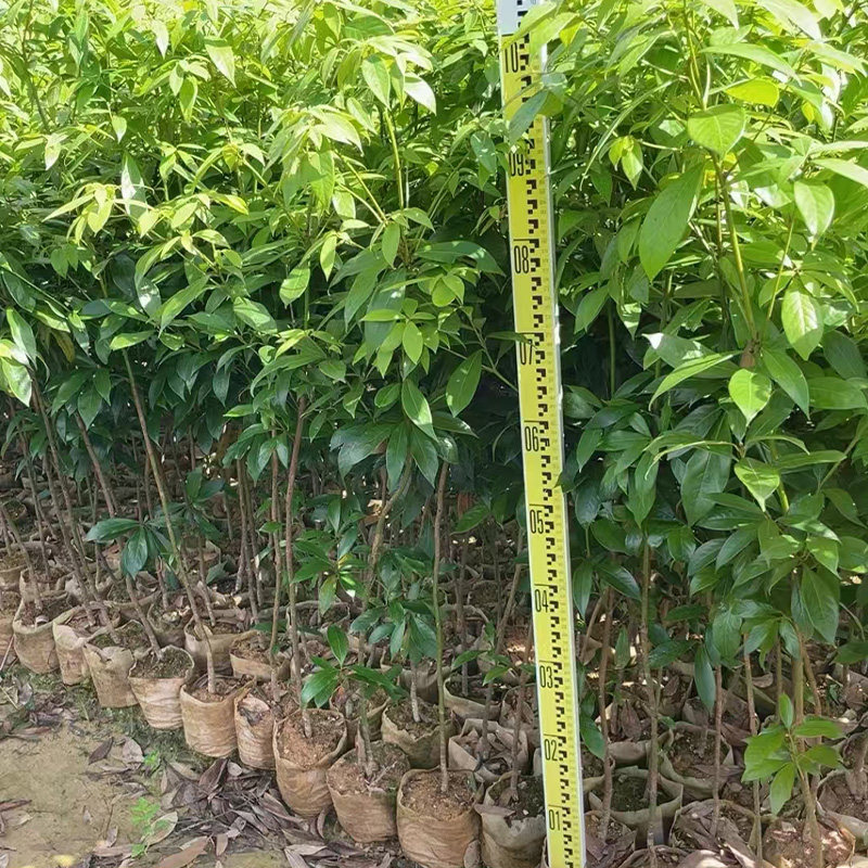 闽楠金丝楠楠木名贵树种
