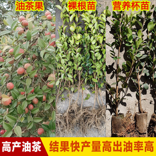 高产嫁接油茶树苗批发白花中大果