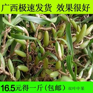 石橄榄新鲜500g双叶中小号石仙桃果种植盆栽炖汤补品煲汤材料单叶