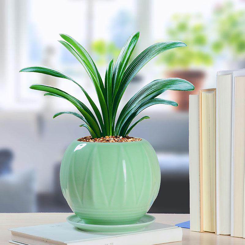 君子兰盆栽植物好养室内客厅办公室桌面花卉绿植四季常青开花盆l