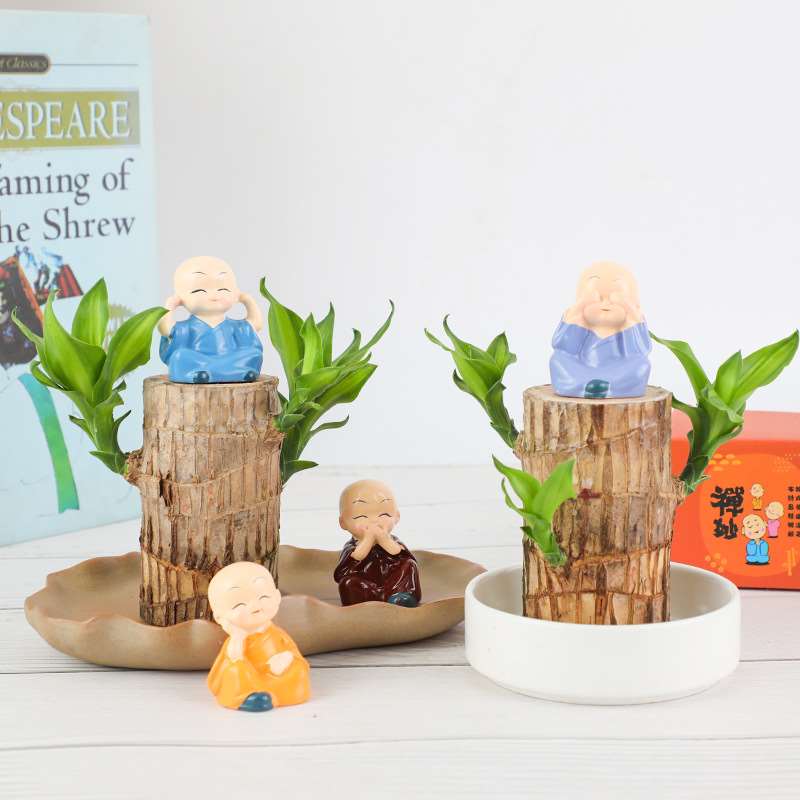 Brazilian wood hydroponic lucky wood office desktop  plant G