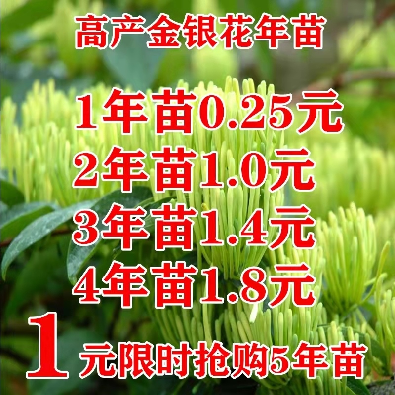 金银花苗树爬藤植物北花一号当年四季开花盆栽地栽食用药用