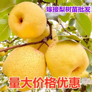 梨树苗秋月梨太婆梨树苗早熟香蕉梨巴梨黄啤梨树庭院盆栽地栽果树