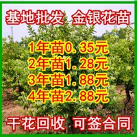 金銀花苗基地批發(fā)品種保證