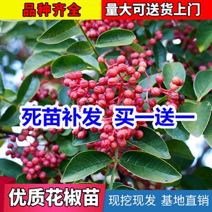 花椒树苗大红袍花椒大苗食用麻椒苗盆栽地栽南方北方种植当年结果