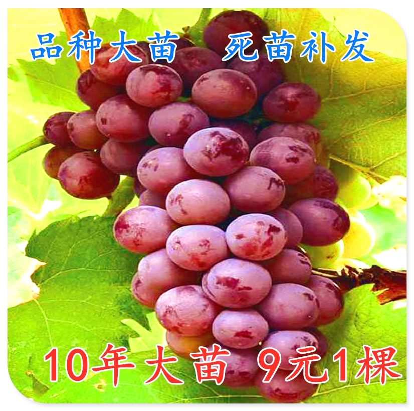 阳光玫瑰葡萄树苗葡萄树苗